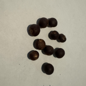 figi palm seeds