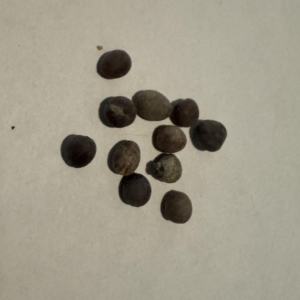 mexican fan palm seeds