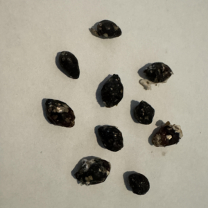 red wax palm seeds