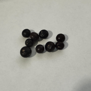 dwarf palmetto seeds