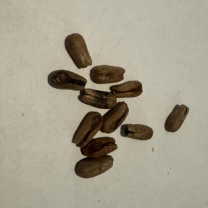 pygmy date palm seeds