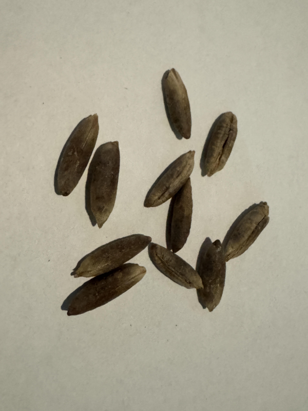 Phoenix dactylifera