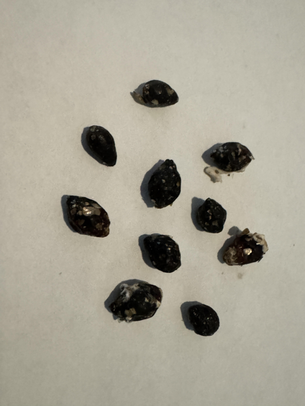 Cyrtostachys renda