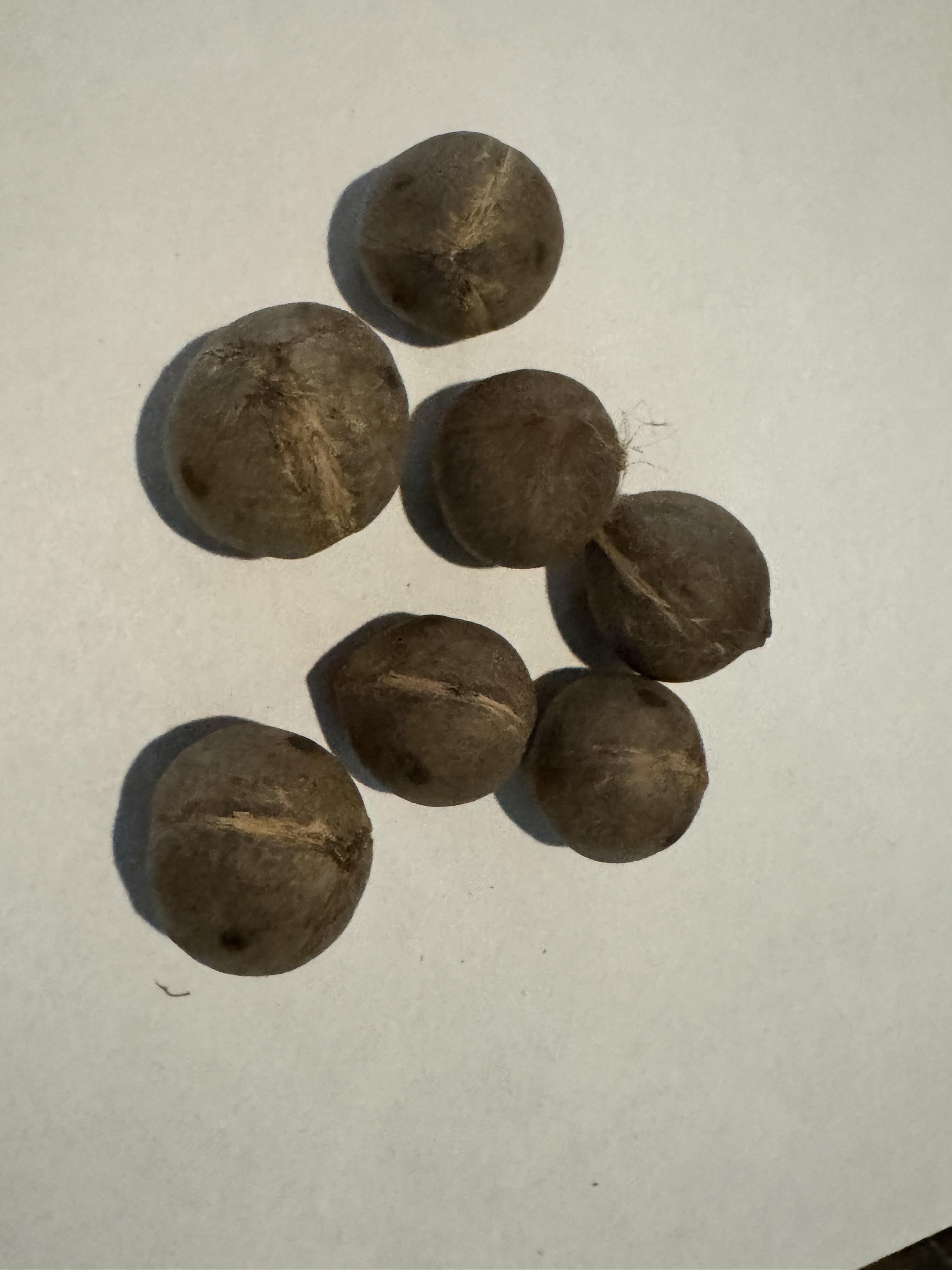 Jubaea chilensis