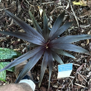 Calyptrocalyx Sp Kainlas