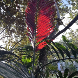 Utchee creek garden