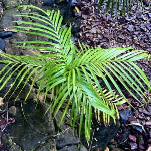 Areca rheophytica 2