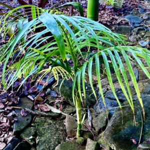 Areca rheophytica in Utchee Creek Australia