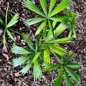 Utchee Creek Garden