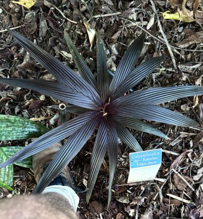 Calyptrocalyx sp. 'kainlas'