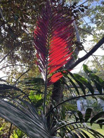 Chambeyronia macrocarpa