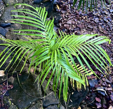 Areca rheophytica