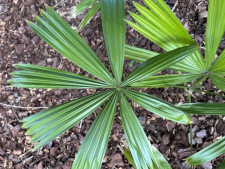 Chelyocarpus ulei